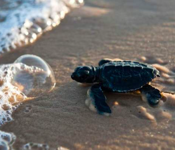 Preservação ambiental em Porto de Galinhas: turismo e responsabilidade ambiental